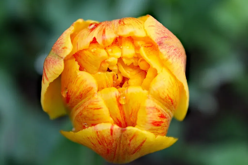 Zakładanie rabaty kwiatowej